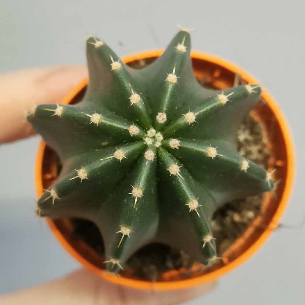 echinocereus subinermis pianta grassa