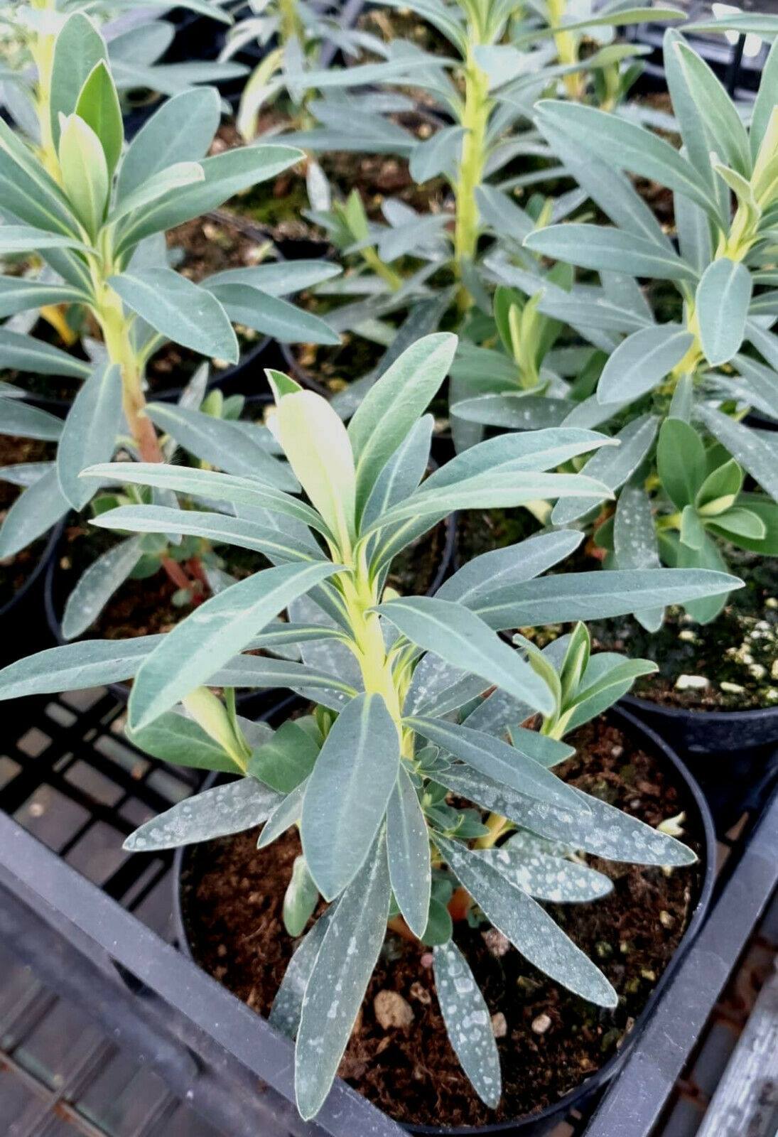 euphorbia characias