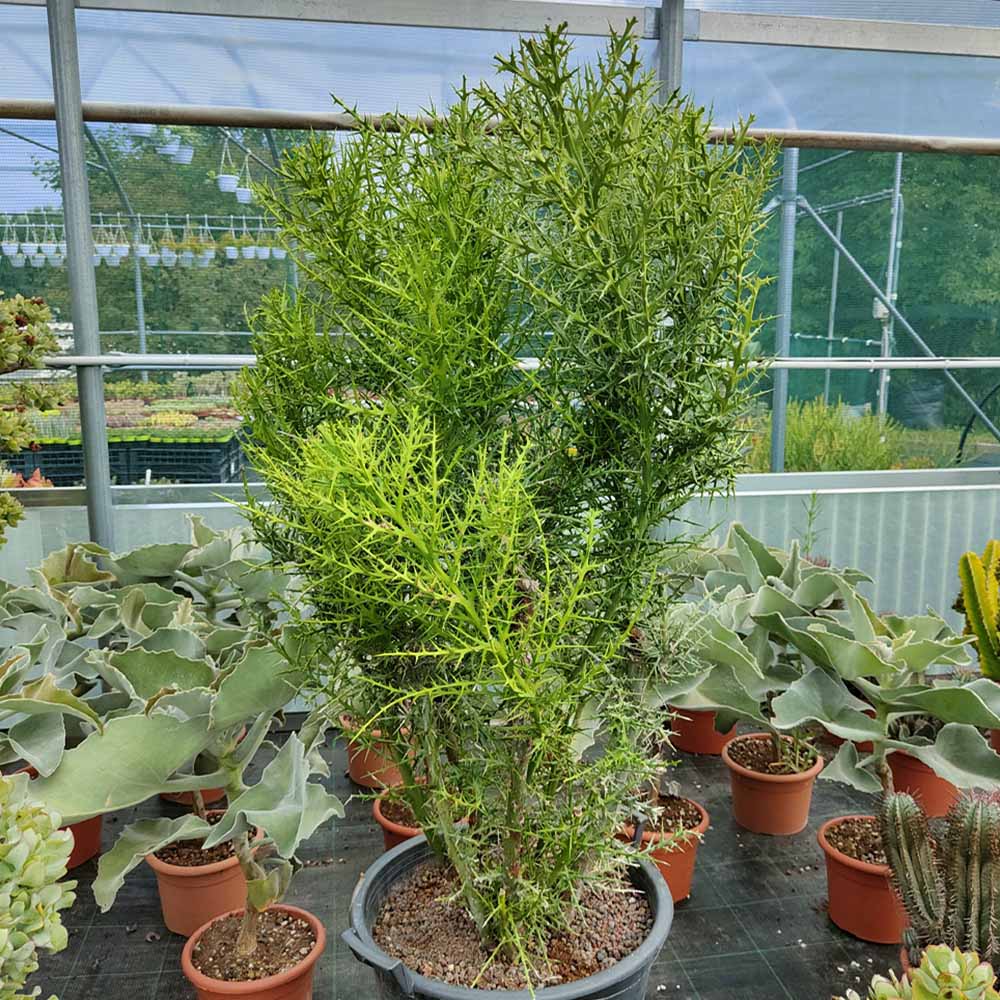 euphorbia stenoclada cactus
