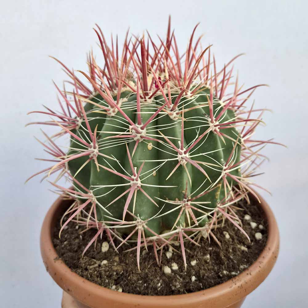 ferocactus gracilis
