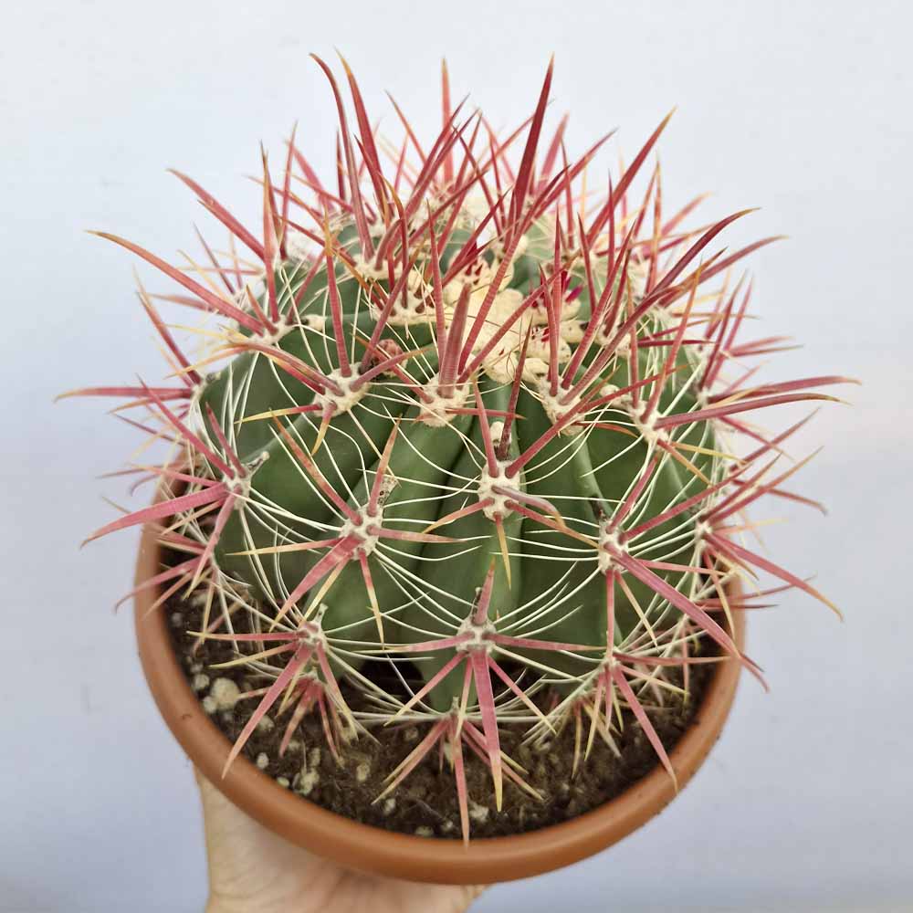 ferocactus gracilis cactus