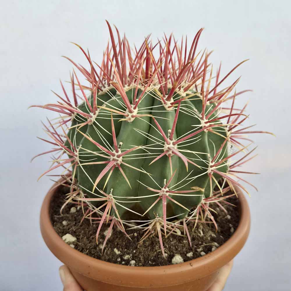 ferocactus gracilis pianta