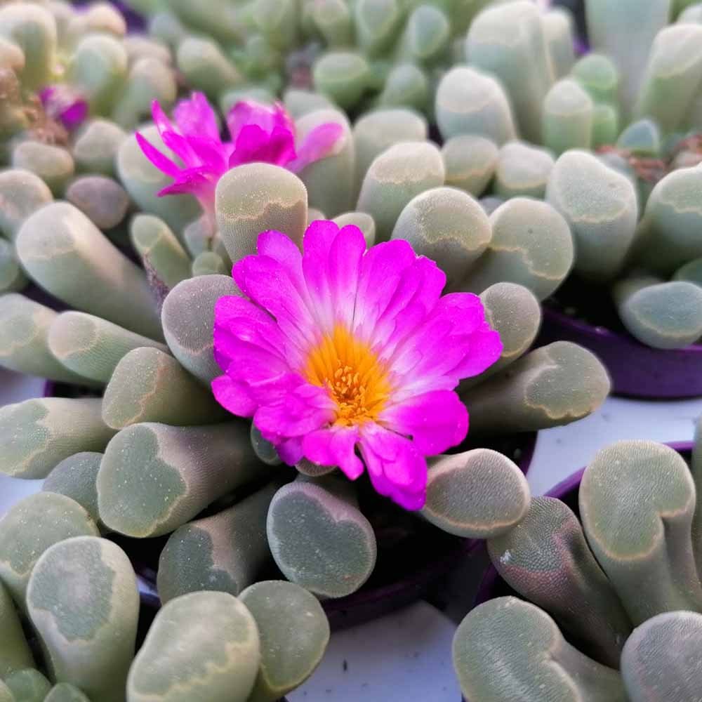 frithia pulchra fiore