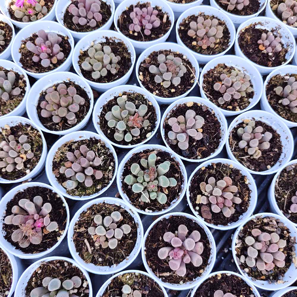 frithia pulchra