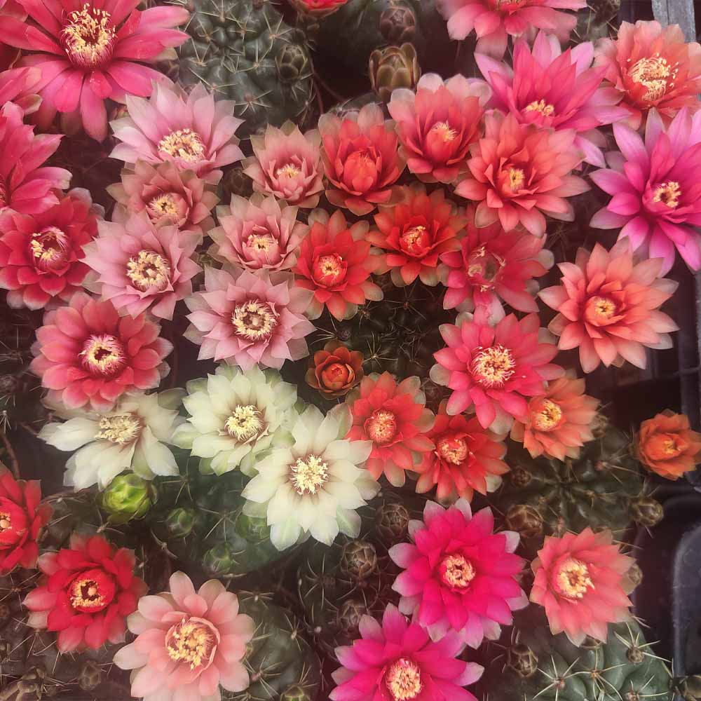 gymnocalycium baldianum fioritura