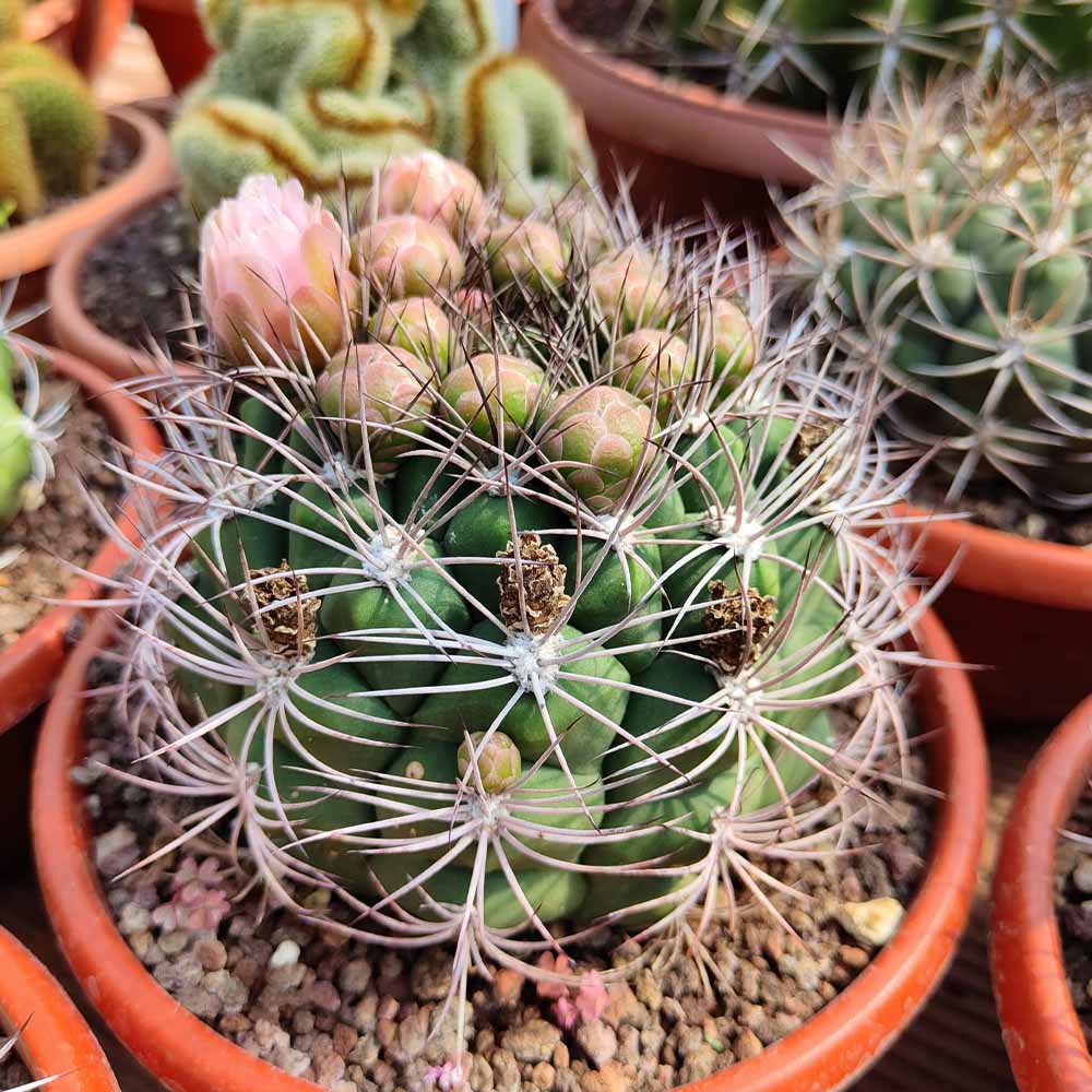 gymnocalycium saglionis fiore