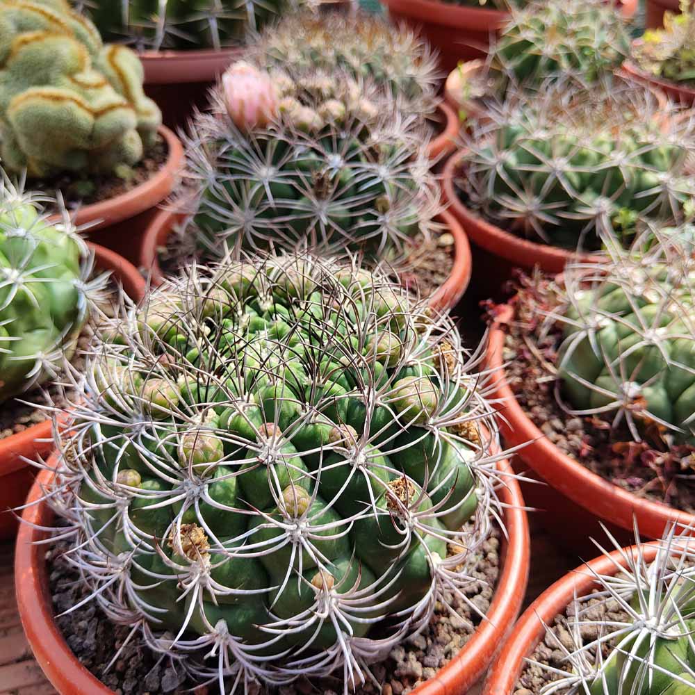 gymnocalycium saglionis