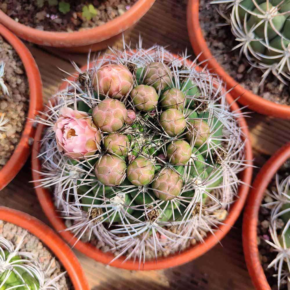 gymnocalycium saglionis