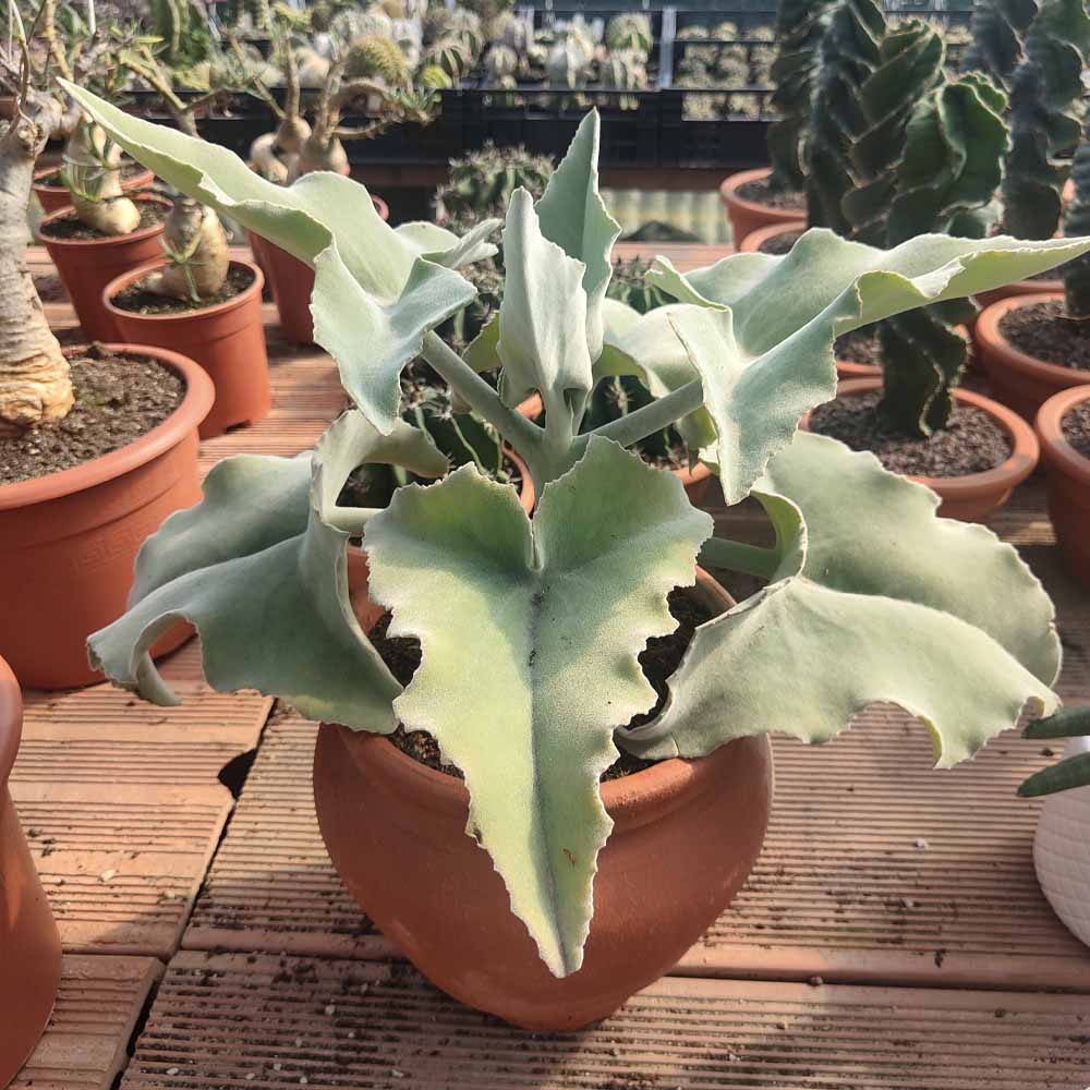 kalanchoe beharensis
