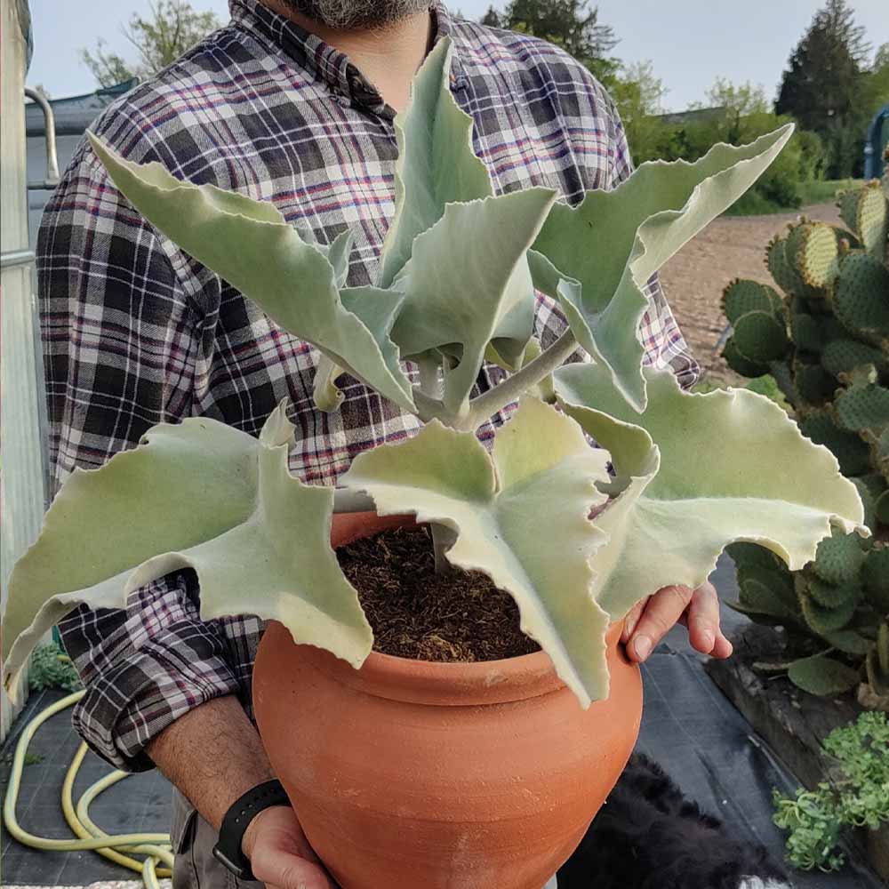 kalanchoe beharensis pianta grassa