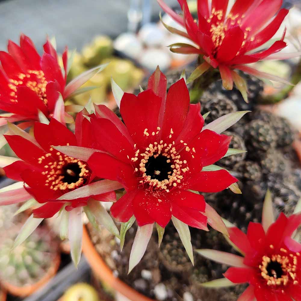 lobivia arachnacantha fiore