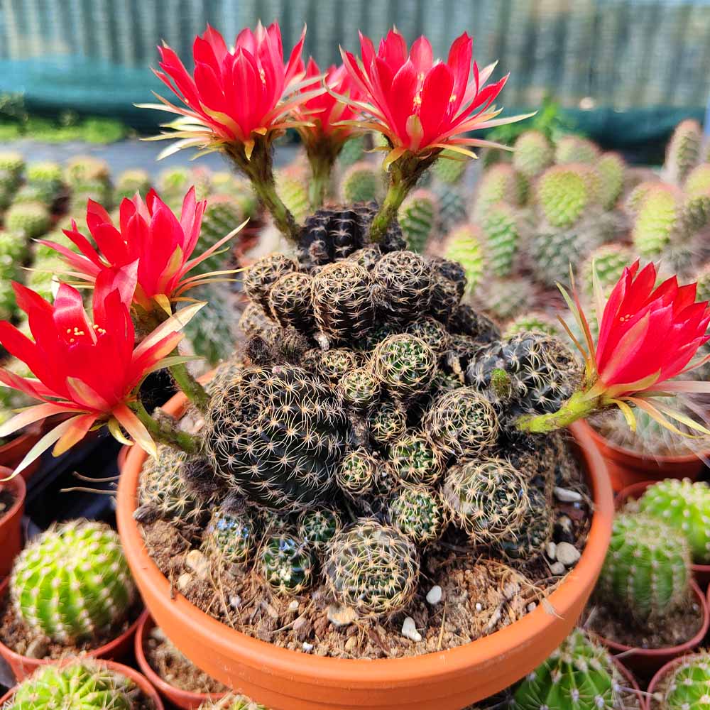lobivia arachnacantha