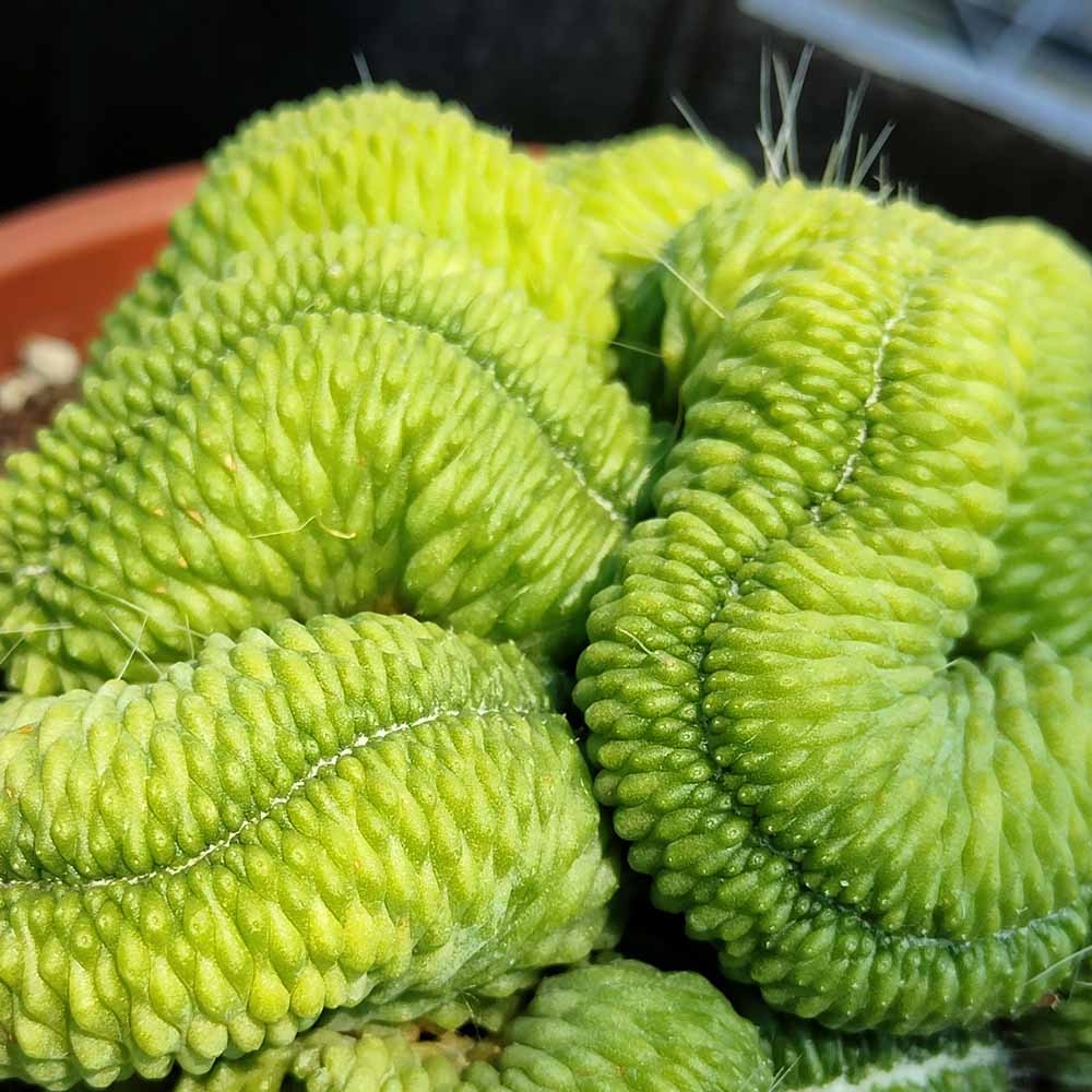 mammillaria spinosissima cv un pico crest