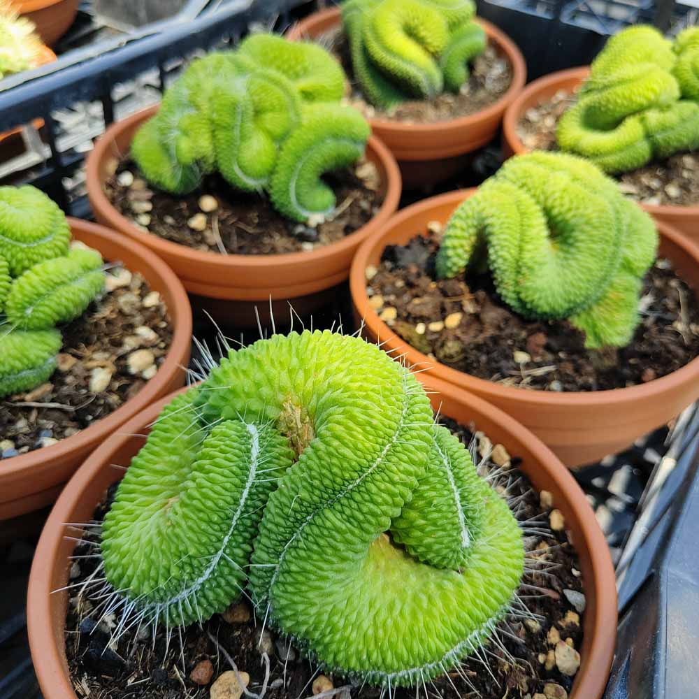 mammillaria spinosissima cv un pico crestata cactus