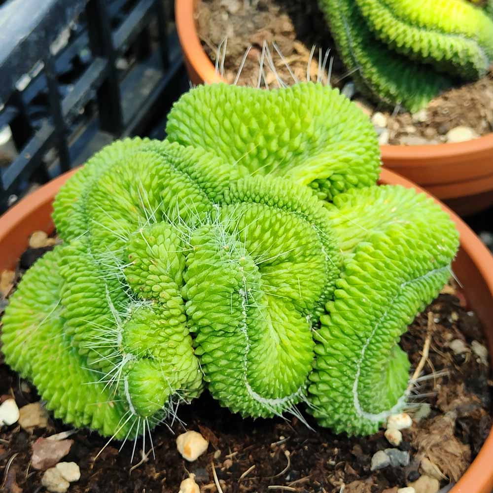 mammillaria spinosissima cv un pico crestata