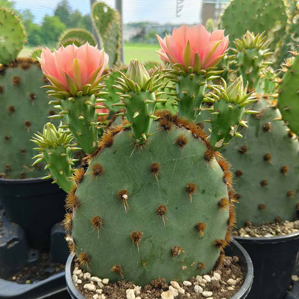 opuntia aciculata