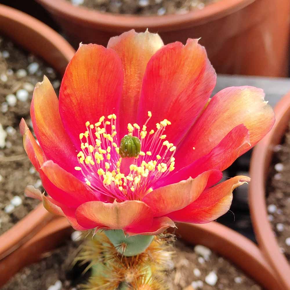 opuntia aciculata fiore