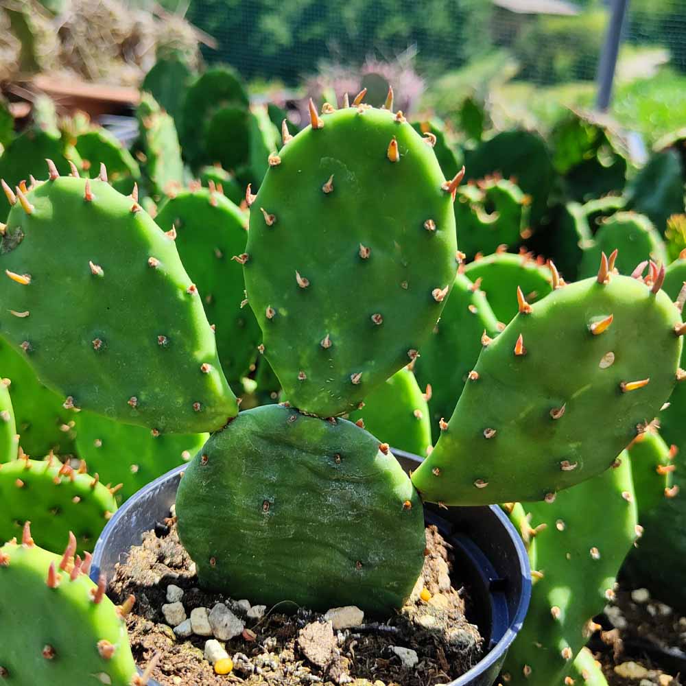 opuntia humifusa
