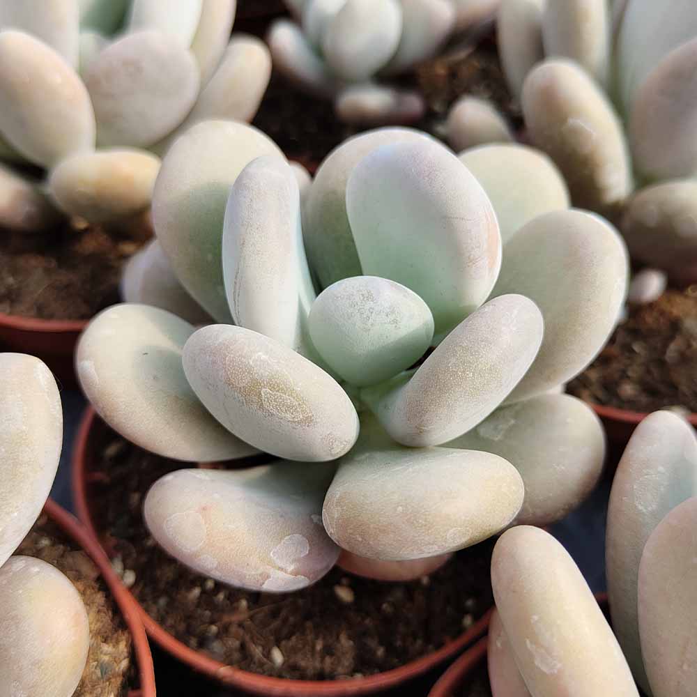 pachyphytum oviferum moonstone