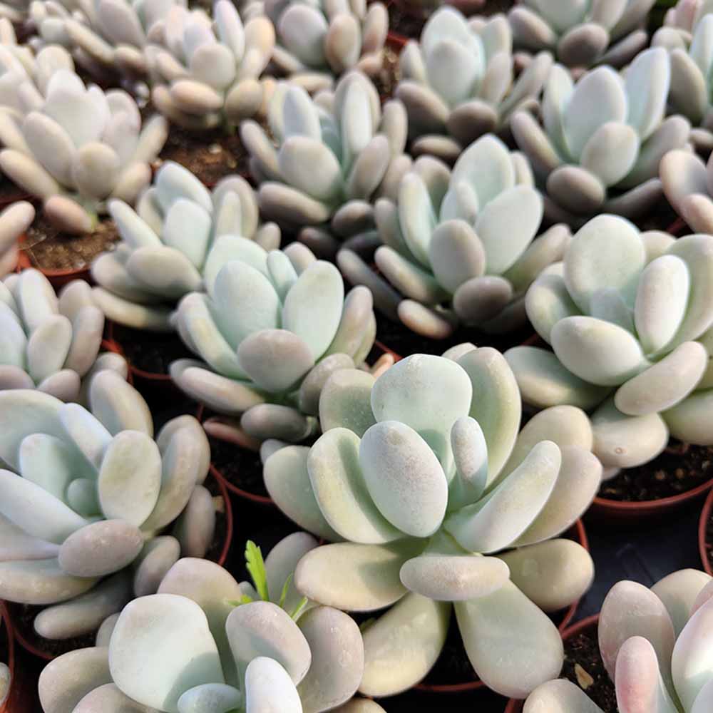 pachyphytum oviferum pianta