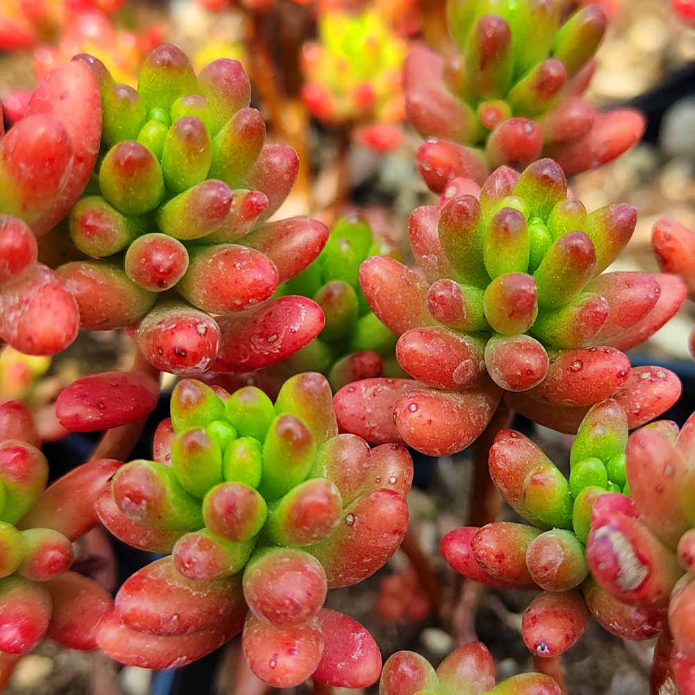 sedum rubrotinctum dettaglio