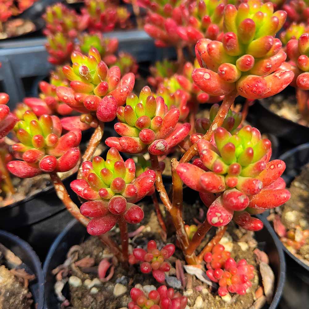 sedum rubrotinctum