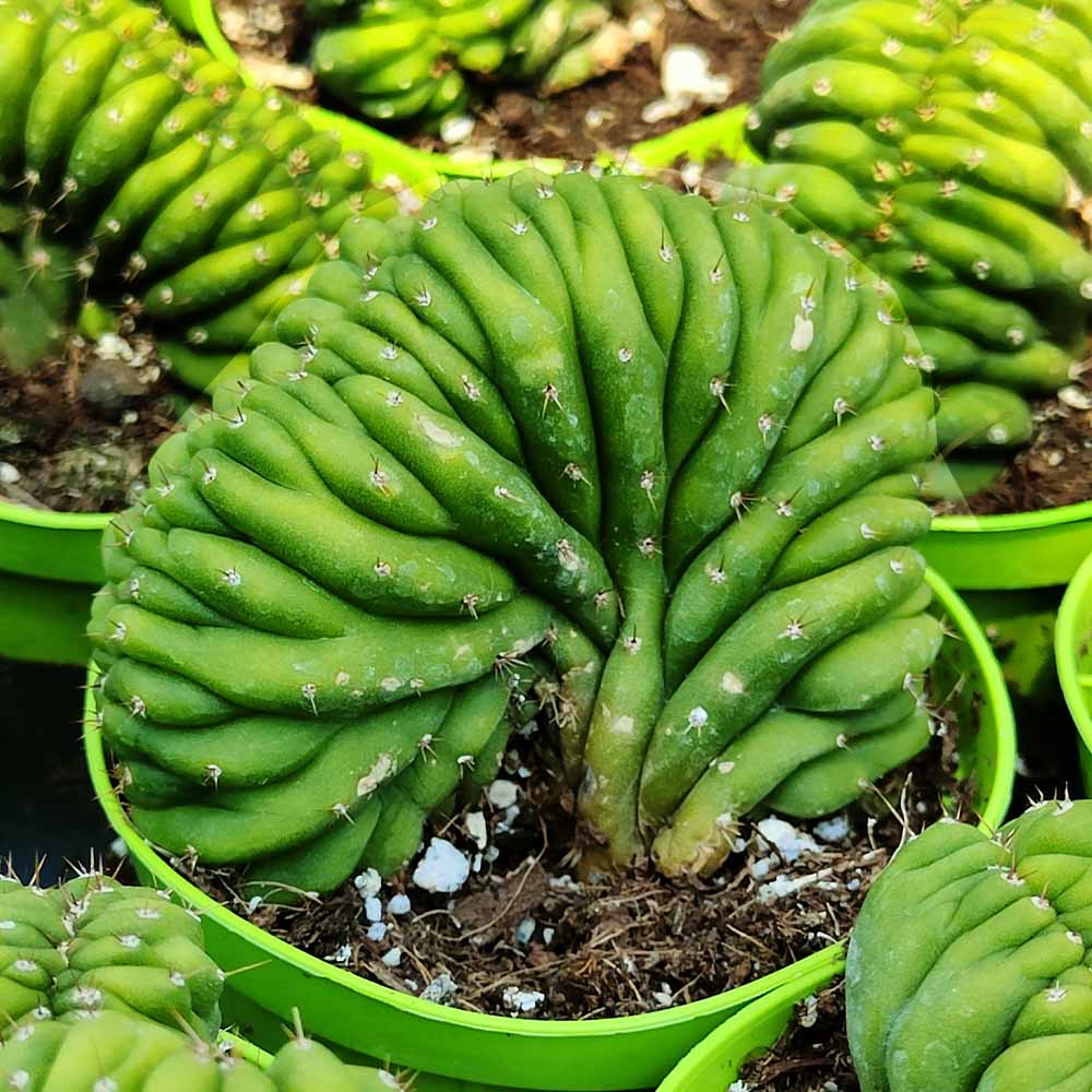 trichocereus bridgesi crestato