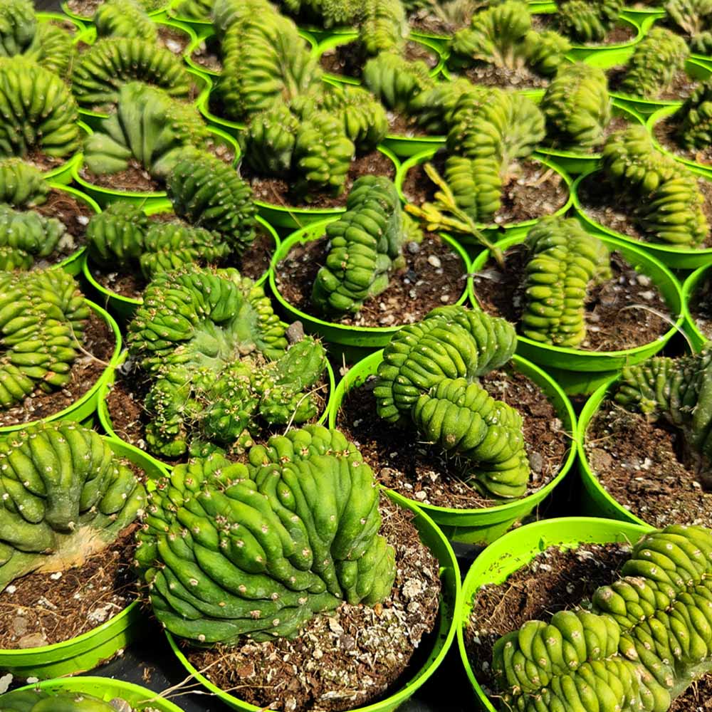 trichocereus bridgesii crestato