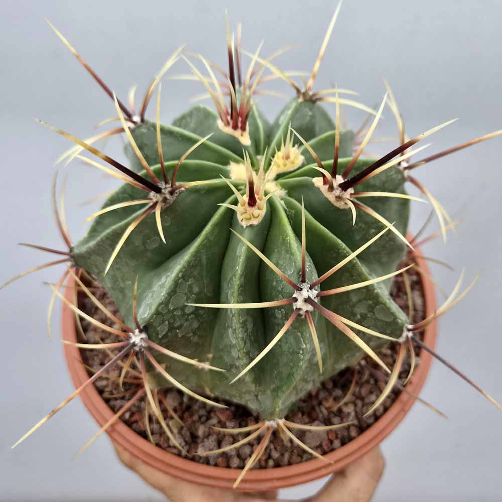 Ferocactus histrix pianta cactus
