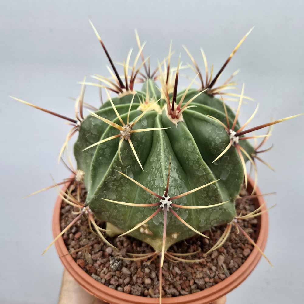 Ferocactus histrix pianta grassa cactus