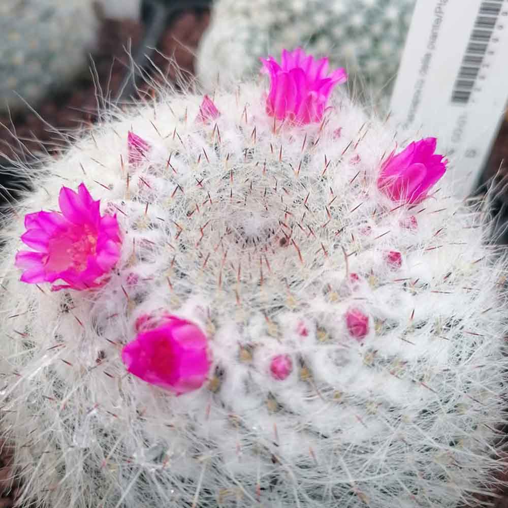 Mammillaria hahniana fiore