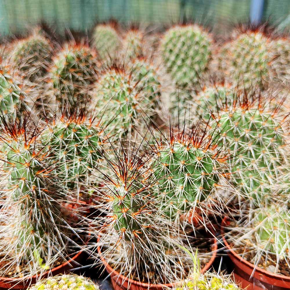 Opuntia polyacantha cactus pianta