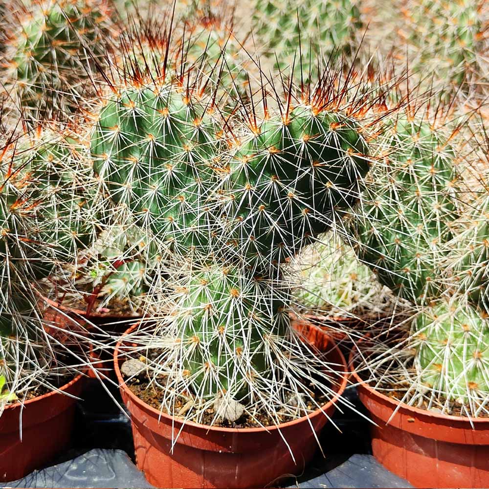 Opuntia polyacantha