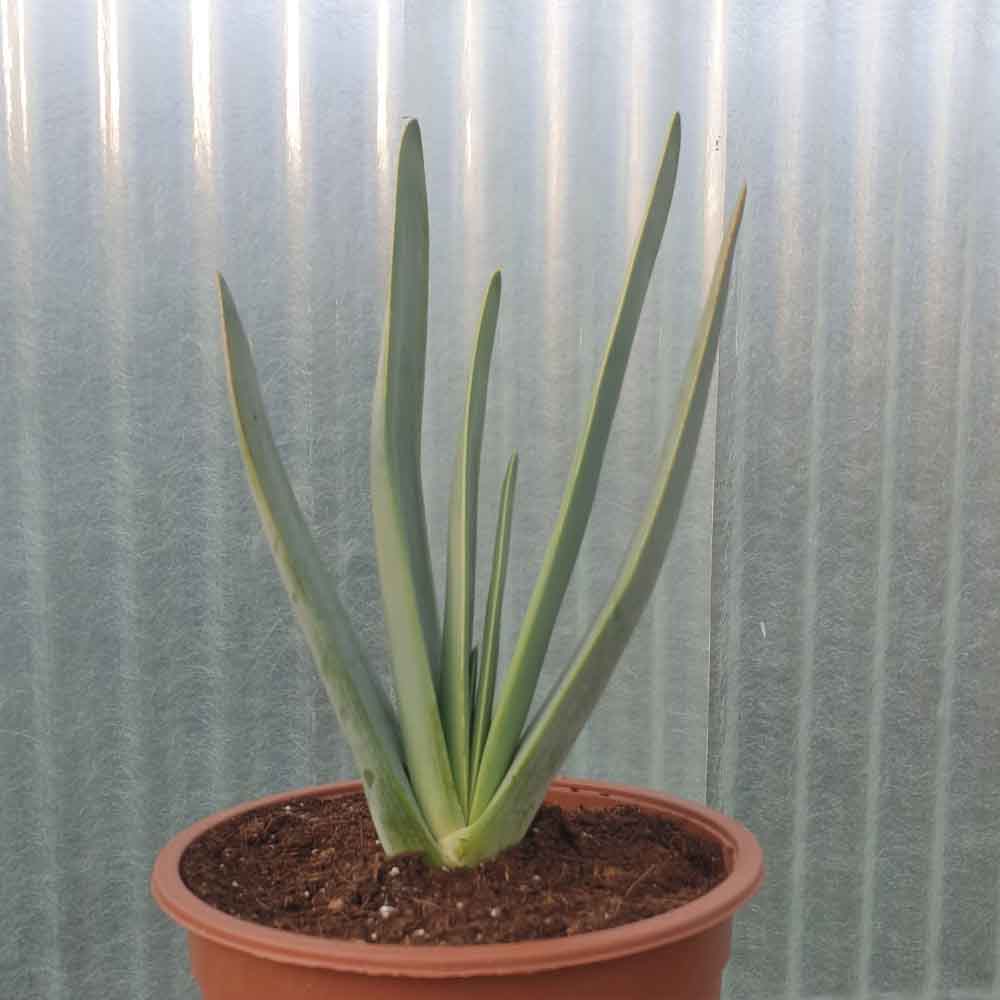 aloe plicatilis