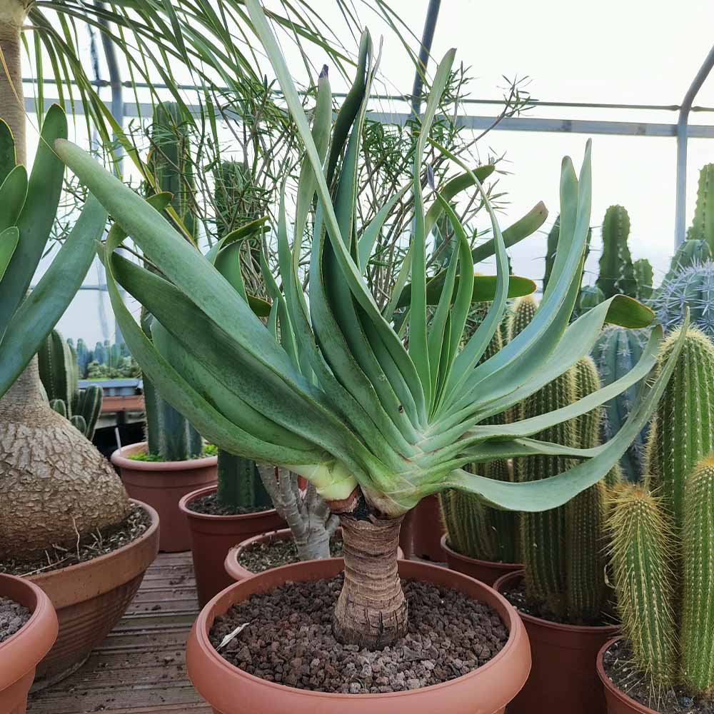 aloe plicatilis