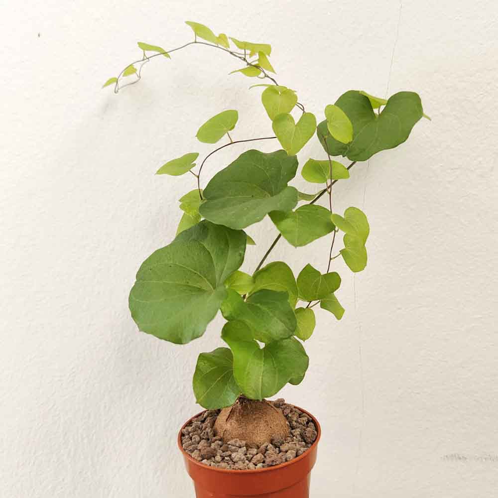 dioscorea elephantipes