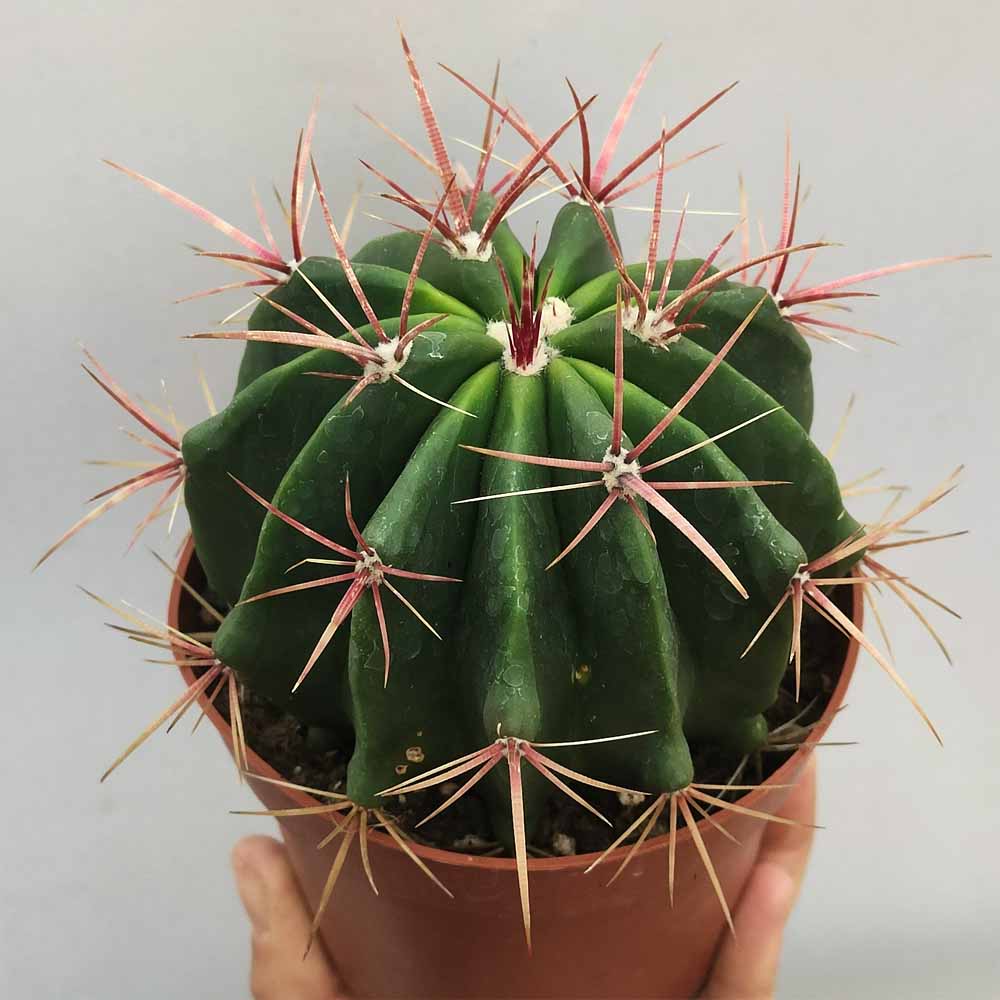 ferocactus stainesii