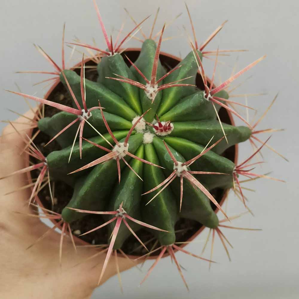 ferocactus stainesii cactus