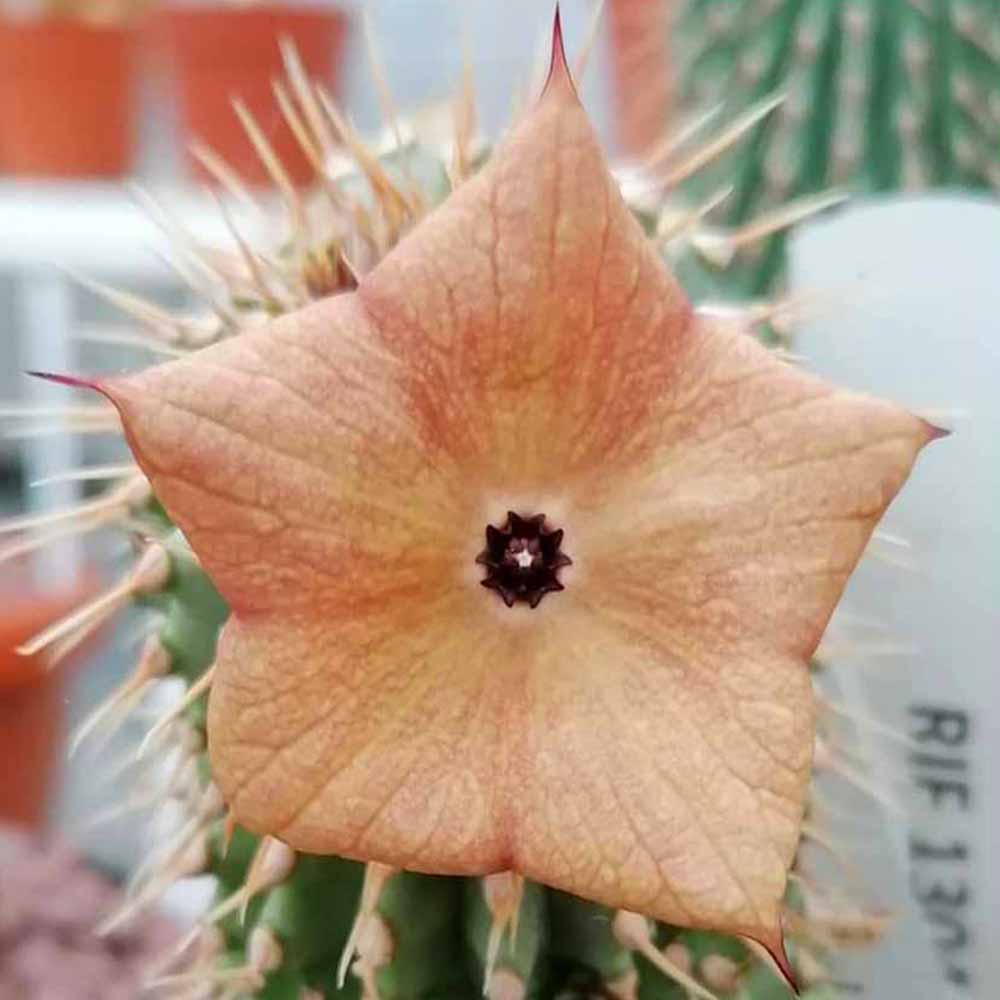hoodia gordonii fiore