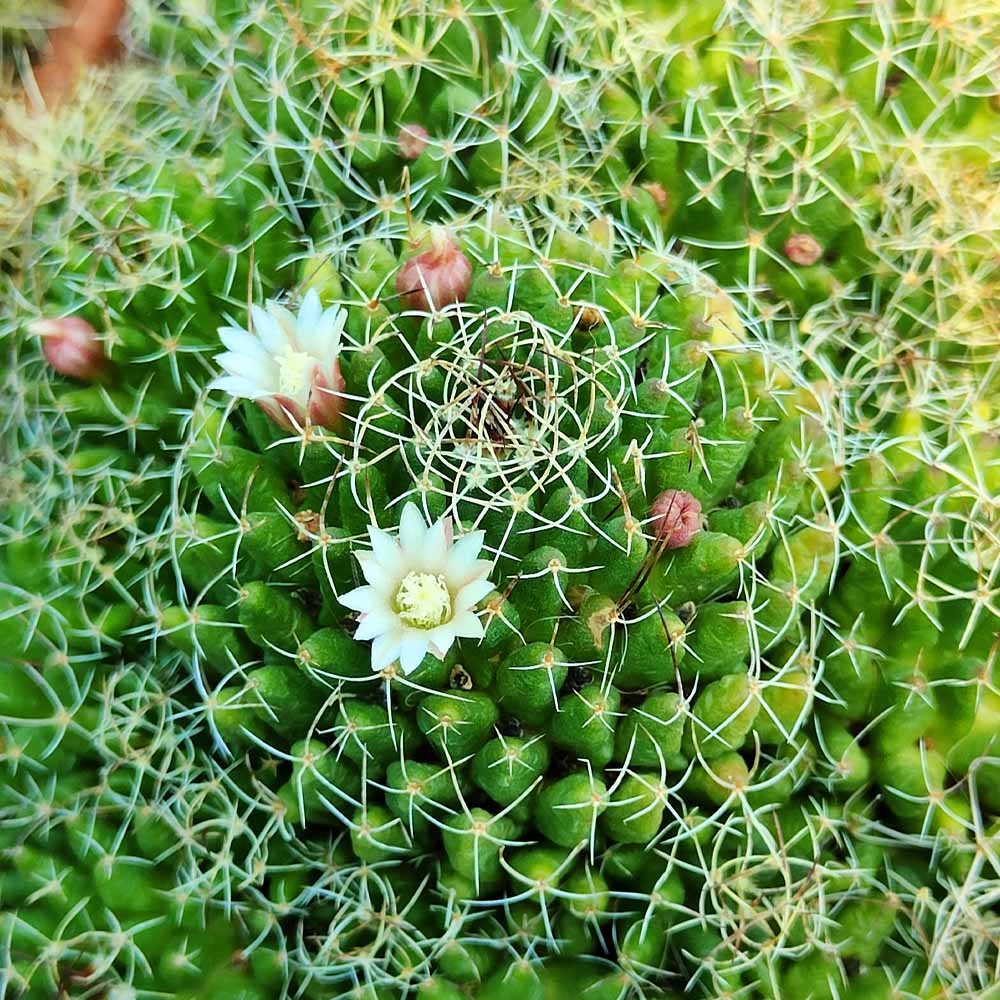 mammillaria camptotricha