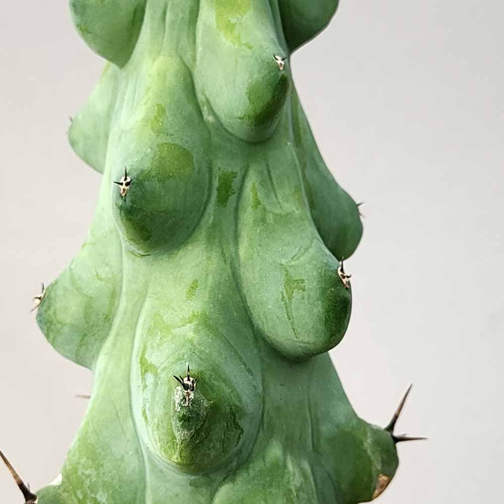 myrtillocactus cv fukurokyrunziboku dettaglio