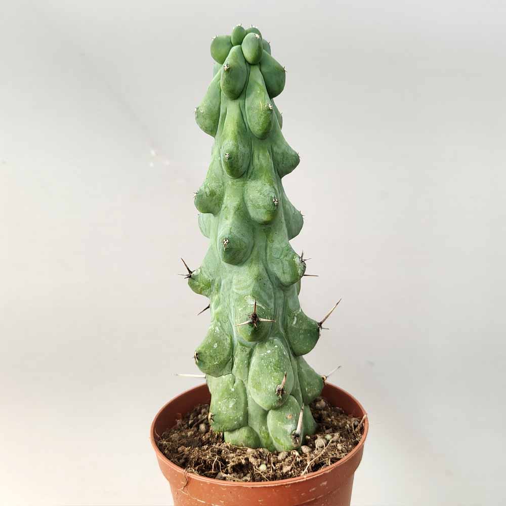 myrtillocactus cv fukurokyrunziboku pianta