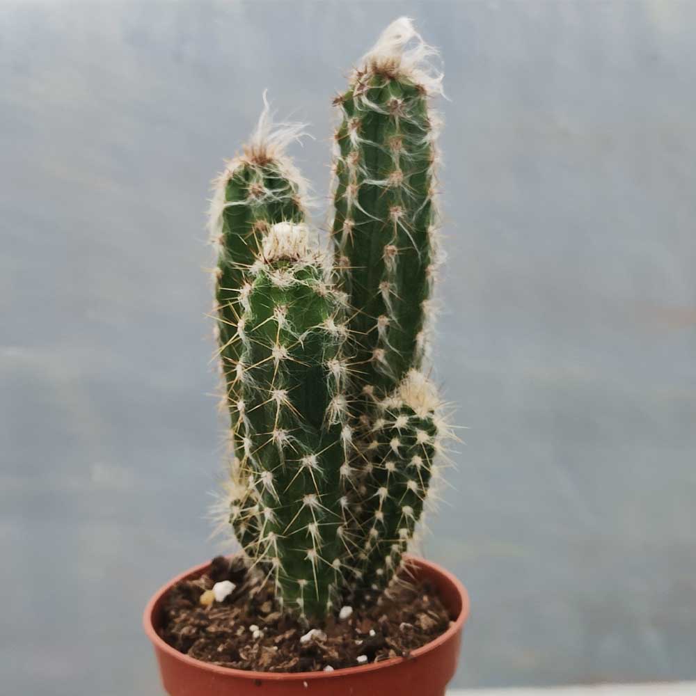 pilosocereus palmeri