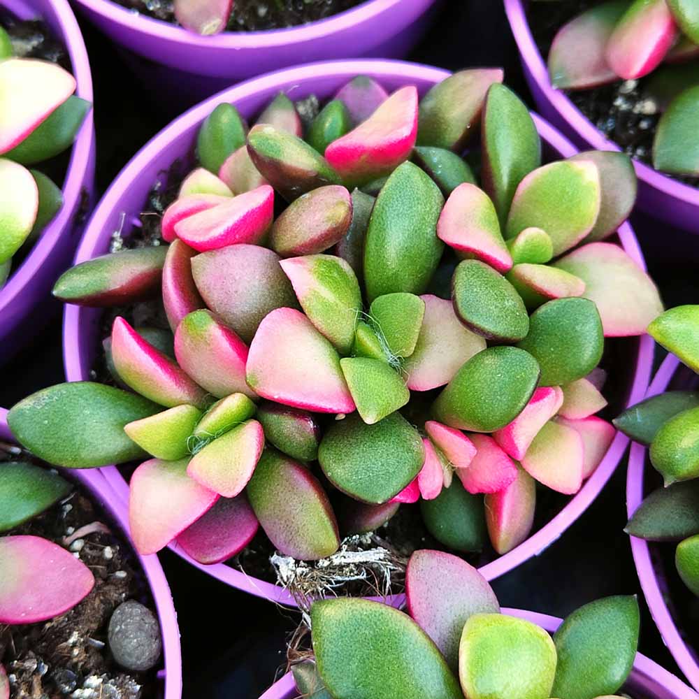anacampseros rufescens succulenta