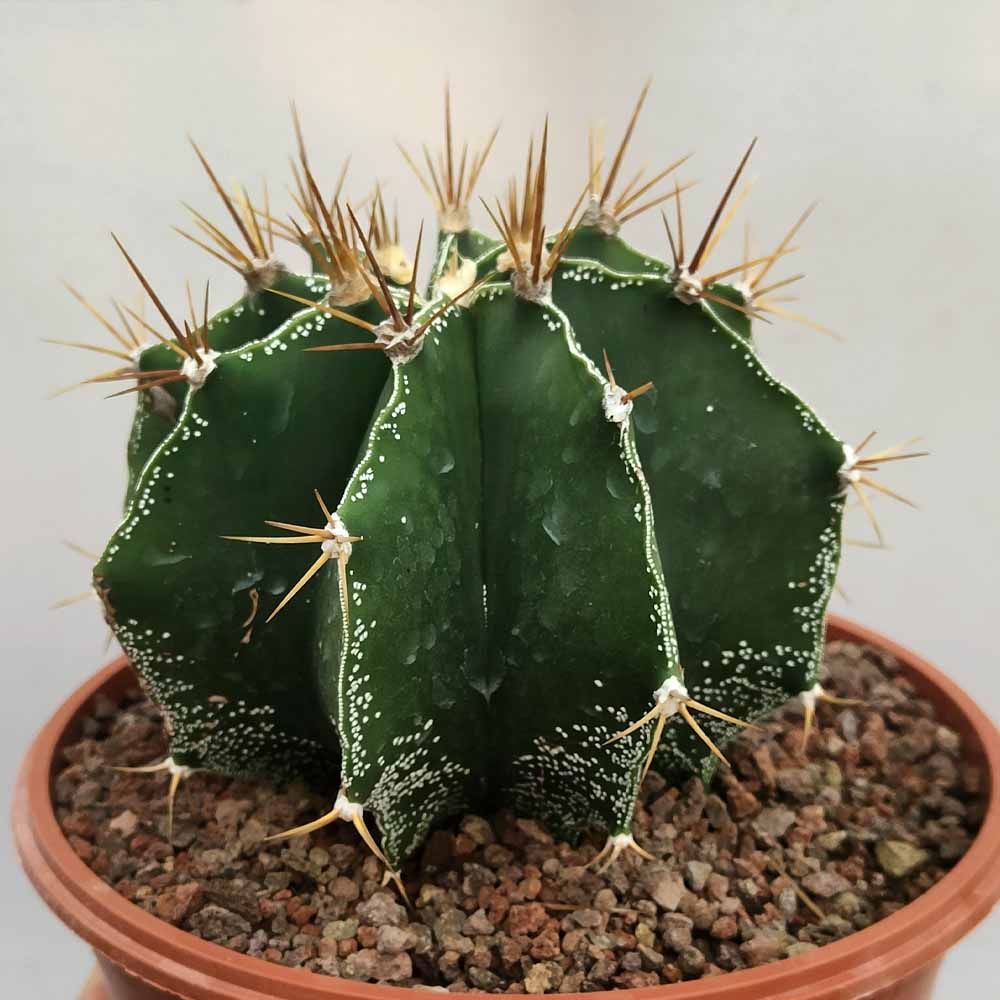 astrophytum ornatum