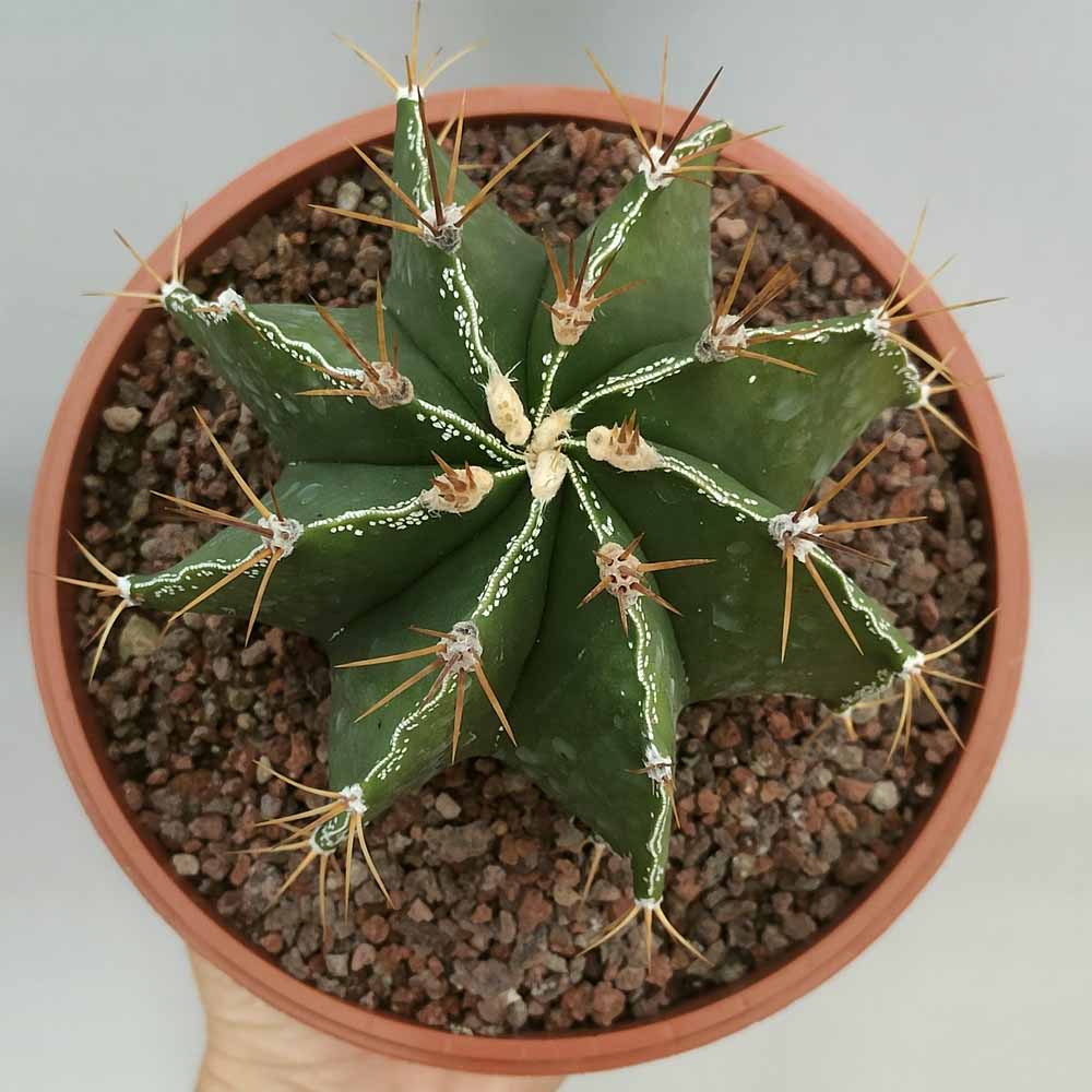 astrophytum ornatum cactus