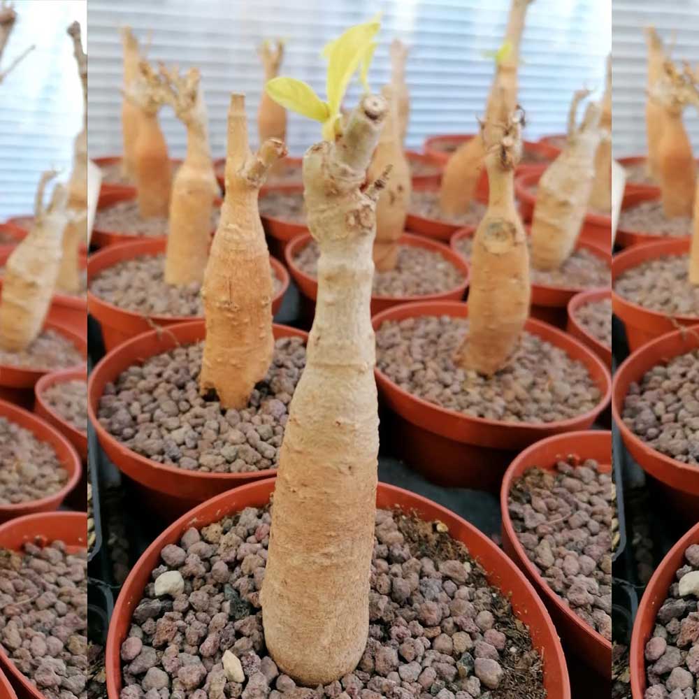 baobab