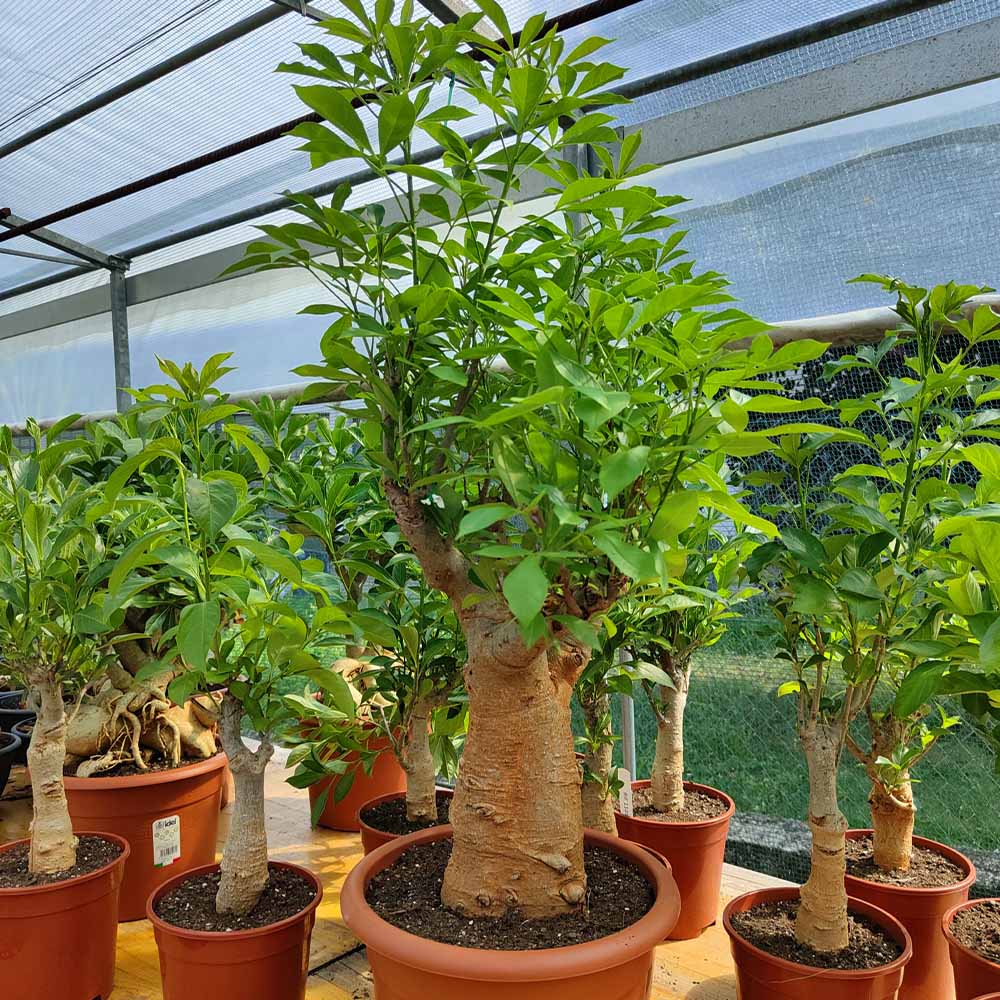 baobab africano