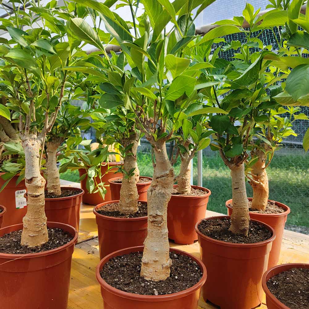 baobab medi