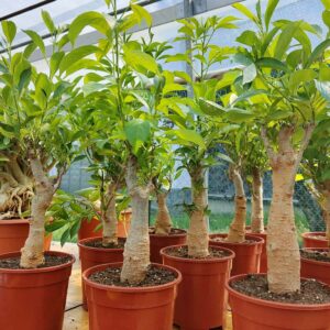 baobab africano